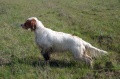 Setter Anglais LEA DELLA BASSANA Setter Anglais LEA DELLA BASSANA